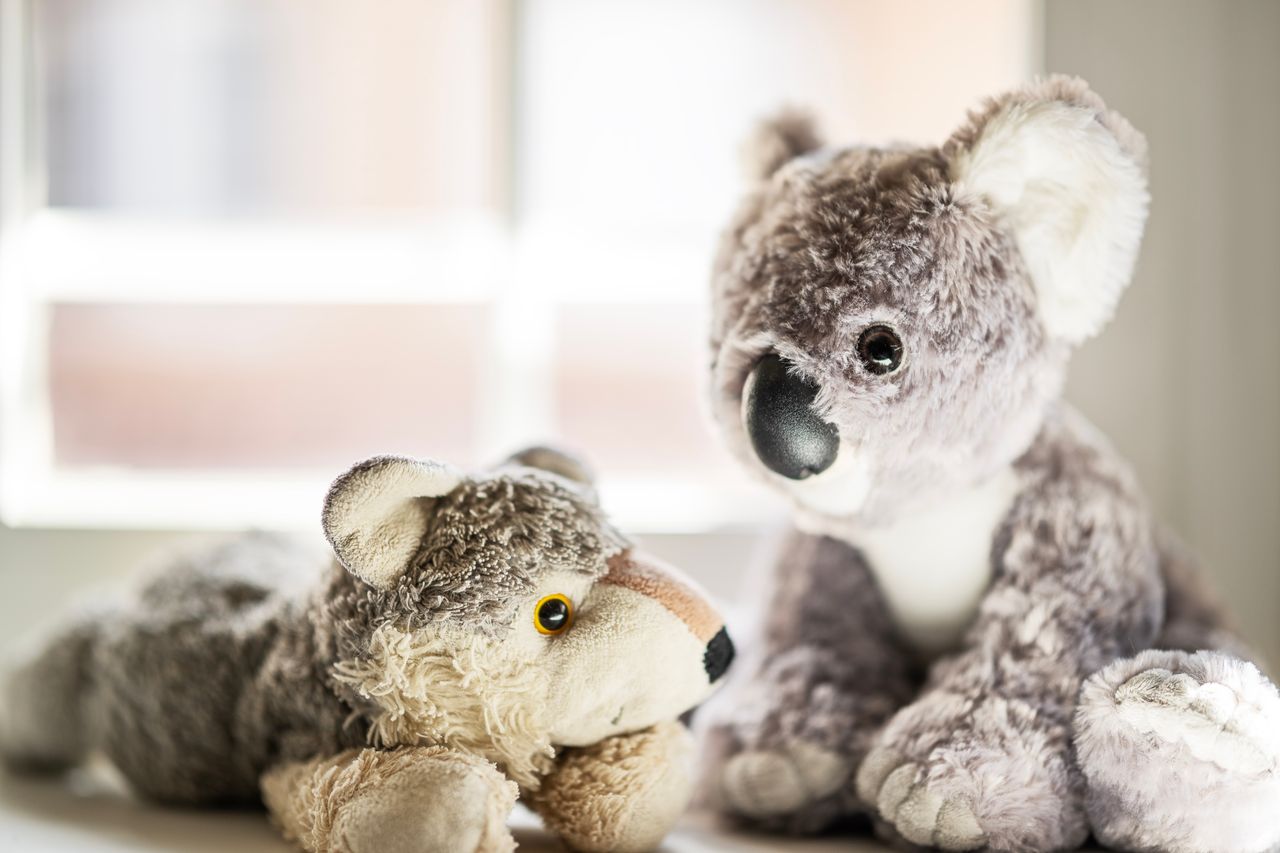 services-02 Two plush toys, a wolf and a koala, in sunlight by a window in Madrid.